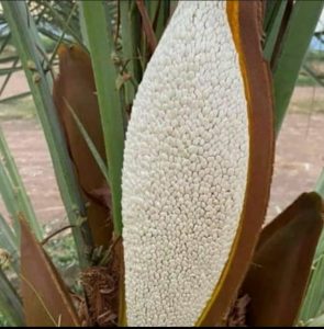 پیشنهاد راه اندازی واحد تولید گرده نر نخل - گلارو Gelaro