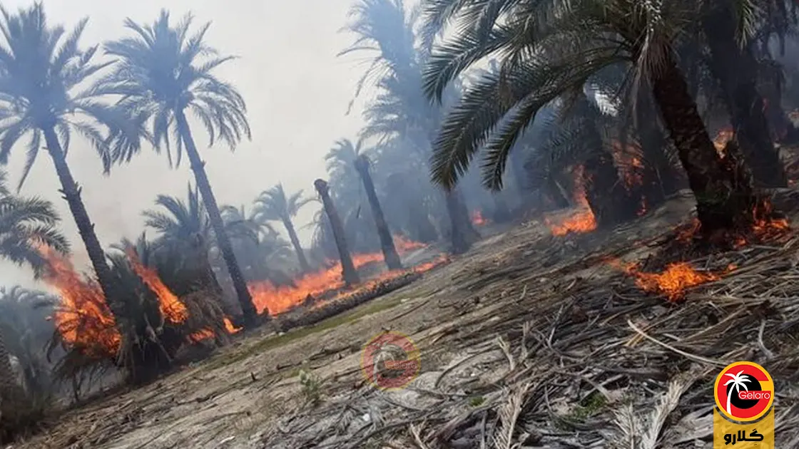 پیشگیری از آتش سوزی در نخلستان